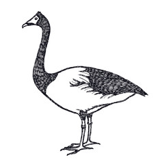 Hand drawing Vector illustration Ducks and geese The Magpie Goose