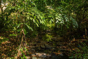 Ton Aow Yon Waterfall rich natural resources,in the forest,asia tropical areaat Island Phuket Thailand.