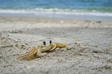 crab in beach