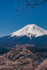 Obraz premium Mt. Fuji in the spring time with cherry blossoms at kawaguchiko Fujiyoshida, Japan.