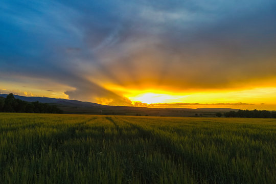 beautiful sunset on a cereal field during a cloudy spring day - Image