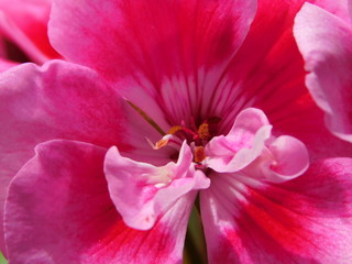 Pink Flower