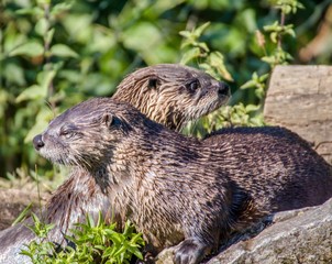 two otters sunbathing in a park 