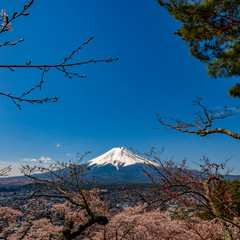 Mt. Fuji in the spring time with cherry blossoms at kawaguchiko Fujiyoshida, Japan.
