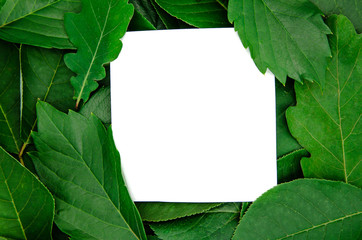 Fototapeta premium background green bright leaves on a white background isolated with copy space