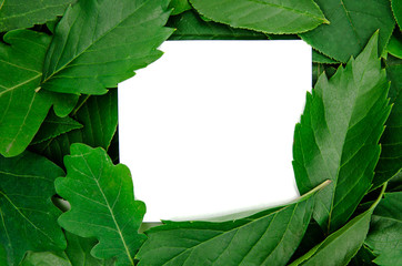 Fototapeta premium background green bright leaves on a white background isolated with copy space