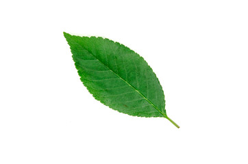 bright green leaf on a white background isolated