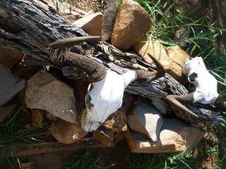 Schädel mit Hörnern