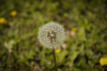 Diente de león en medio del bosque