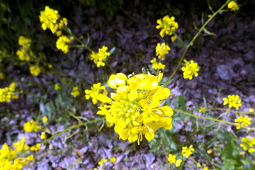 Fototapeta premium yellow flower