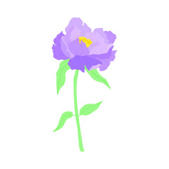 Vector illustration. Beautiful, simple illustration of light purple peony. White background. 