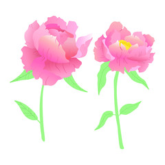 Vector illustration. Beautiful, bright pink peonies. White background. 