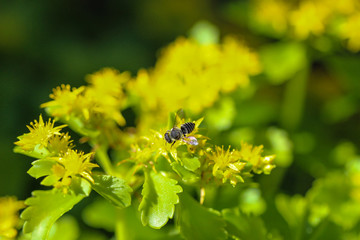 Biene auf einer gelben Blume © Reiner