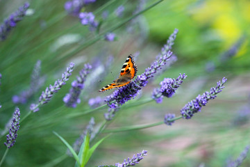 Schmetterling kleiner Fuchs (aglais urticae) auf einer Lavendelblüte