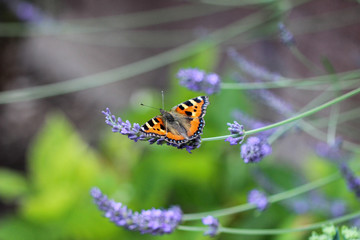 Schmetterling kleiner Fuchs (aglais urticae) auf einer Lavendelblüte
