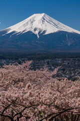 Fototapeta premium Mt. Fuji in the spring time with cherry blossoms at kawaguchiko Fujiyoshida, Japan.