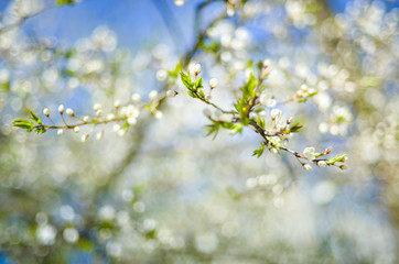 spring blossoming tree branch on blurred blue sky background and foreground