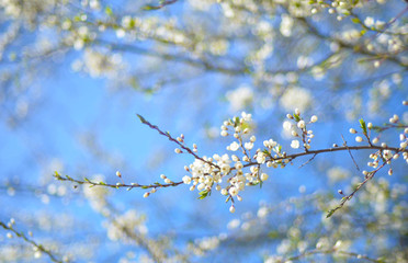 spring blossoming tree branch on blurred blue sky background and foreground