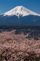 Mt. Fuji in the spring time with cherry blossoms at kawaguchiko Fujiyoshida, Japan.
