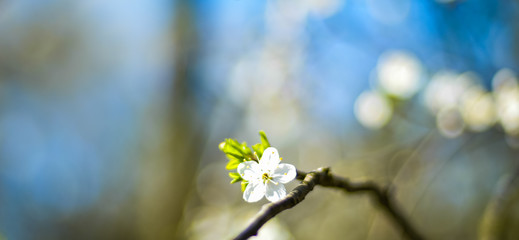 spring blossoming tree branch on blurred blue sky background and foreground