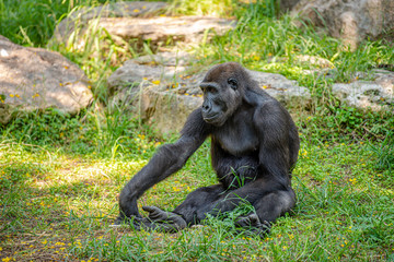 Gorilla sitting on the grass in the park. Summer day at the zoo. 