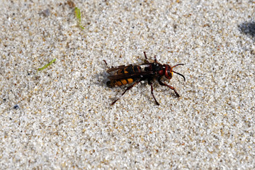 Hornisse am Strand
