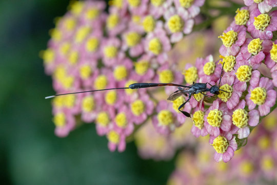 Braconid Wasp on Achillea millefollium