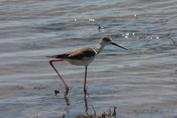 Pisila zanco himantopus, strange name, isn't it?