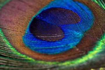 Fototapeta premium Beautiful peacock feather background. Closeup texture