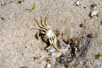 Krabbe im Sand