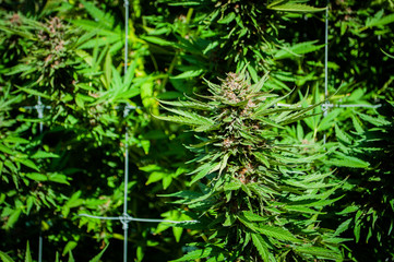 Plants