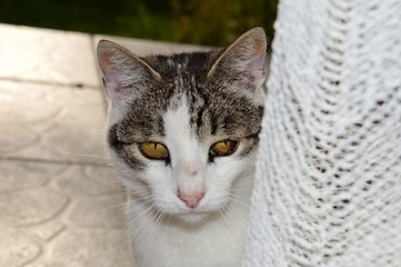 the cat on the terrace is waiting for lunch