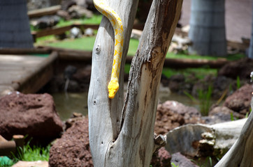 Yellow Python Snake Sliding Down From a Tree
