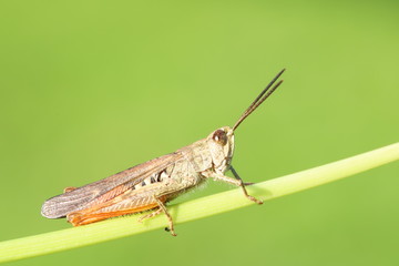 grasshopper on leaf