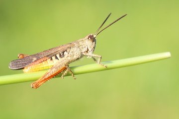 grasshopper 