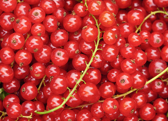 Freshly picked organic redcurrants closeup background, top view