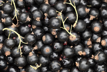 Freshly picked organic blackcurrants closeup background, top view