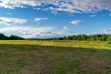 Fototapeta na wymiar Summer meadow landscape with green grass and wild flowers on the background of a forest.