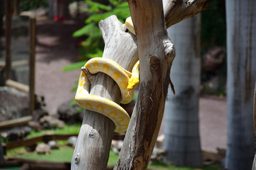 Yellow Python Snake Sliding Down From a Tree