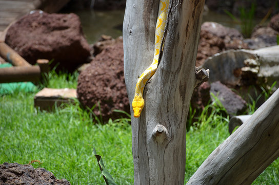 Yellow Python Snake Sliding Down From a Tree