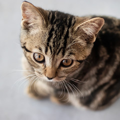 Young cat on gray background. Scottish Straight. Soft focus.