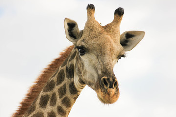 Giraffe close up.