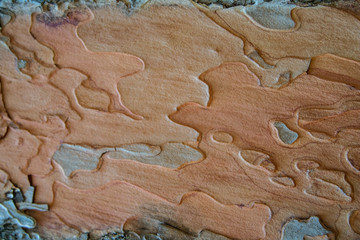 texturas de madeira ou arvores usadas para fazer fundo de edi&ccedil;&otilde;es, recursos graficos