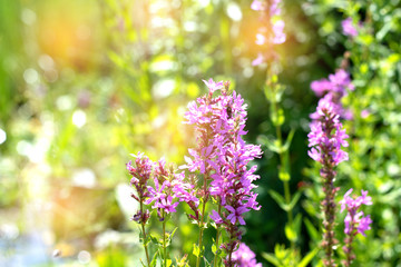 Lilac flower on a background of green park. Lilac flower on a background of green park. Violet flowers on a green bush