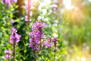 Lilac flower on a background of green park. Lilac flower on a background of green park. Violet flowers on a green bush