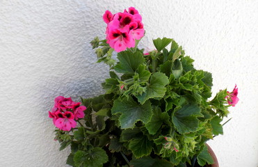 pink flowers in a pot