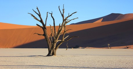 Dead trees and sand dunes at Deadvlei Namibia.