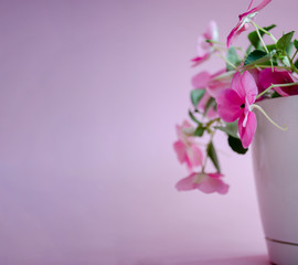 Pink background with flower pot