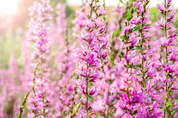 Purple flowers in the garden