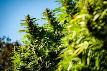 Plants